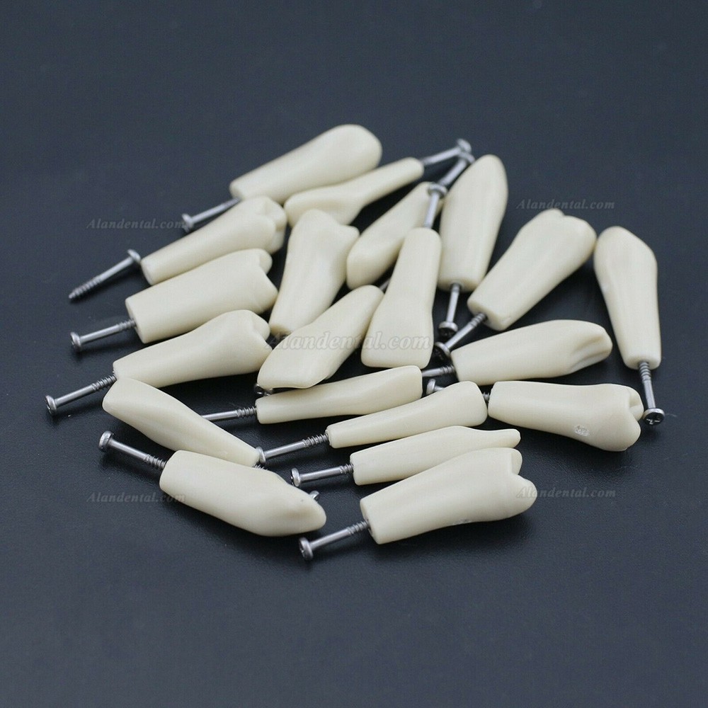 Dental Typodont M8023 32Pcs Replacement Teeth Compatible Columbia 860